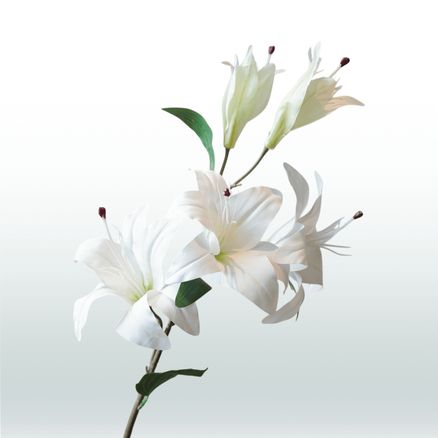 Tijgerlelie wit 98cm