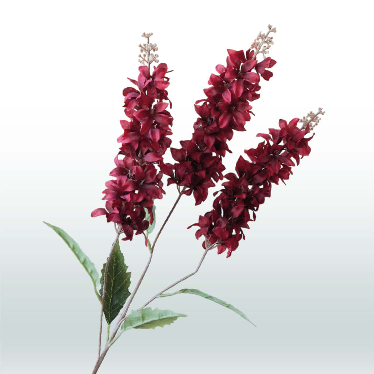 Ridderspoor Delphinium Drietak 82cm rood
