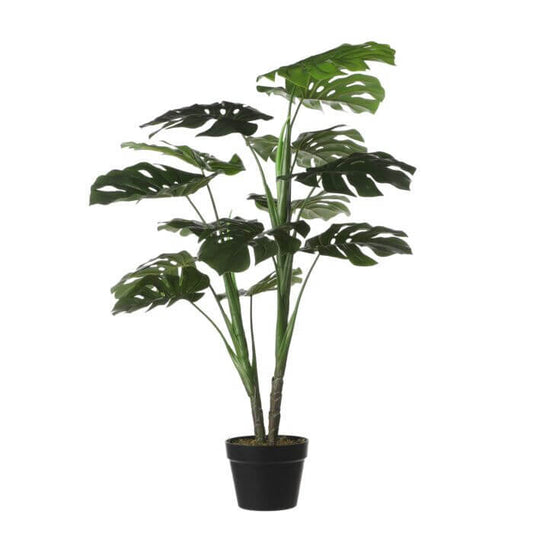 Monstera in pot  - h100 x d70cm