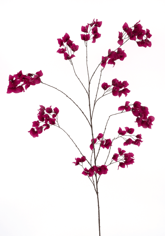 Bougainville ibiza 175cm
