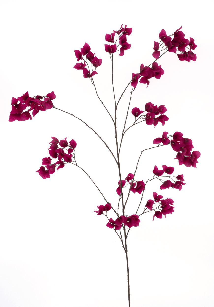 Bougainville ibiza 175cm