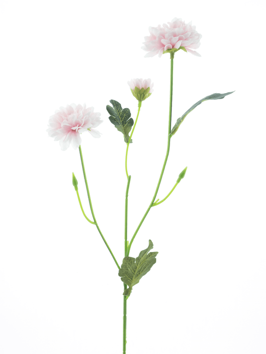 Zijdebloem Dendranthema roze