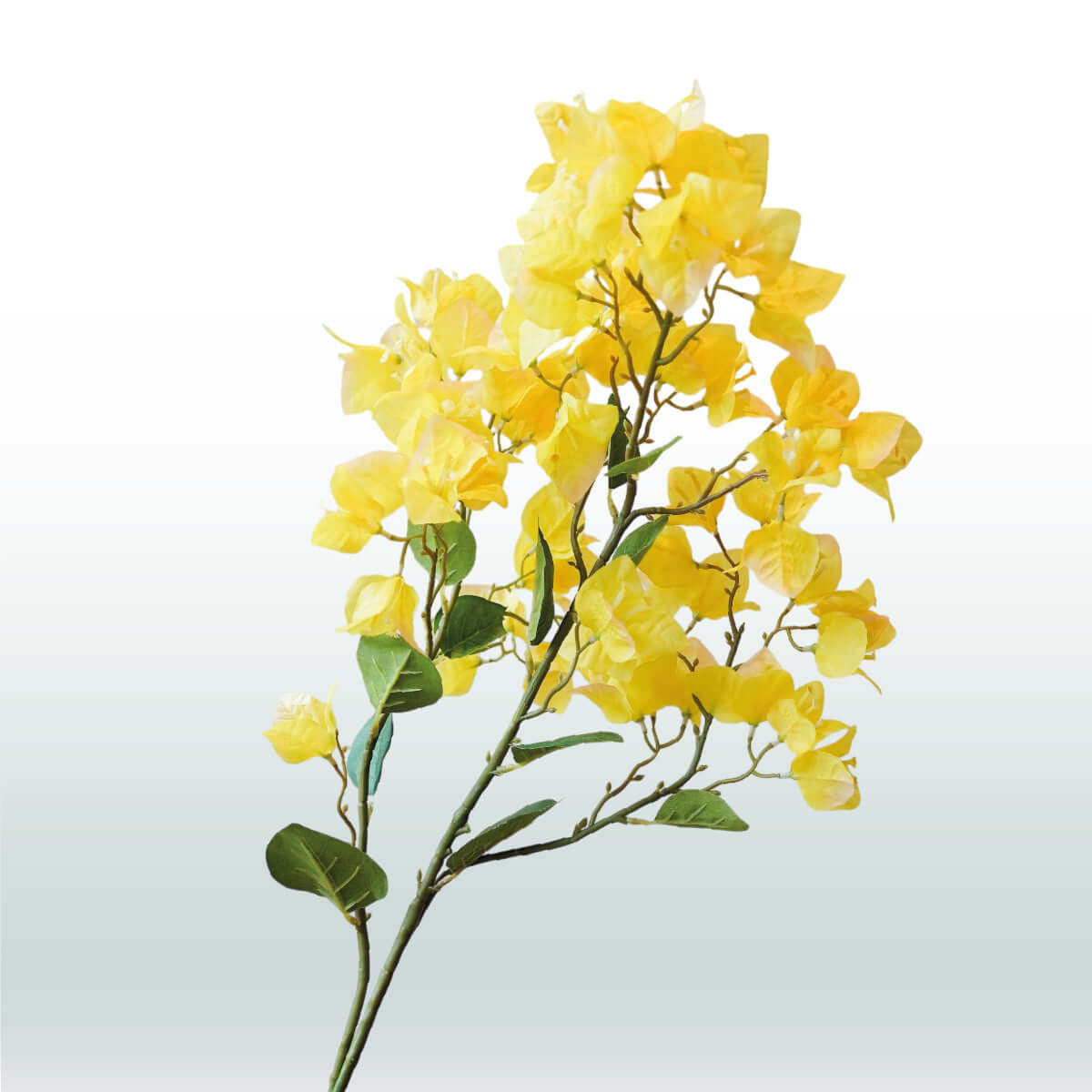Bougainvillea 98cm geel