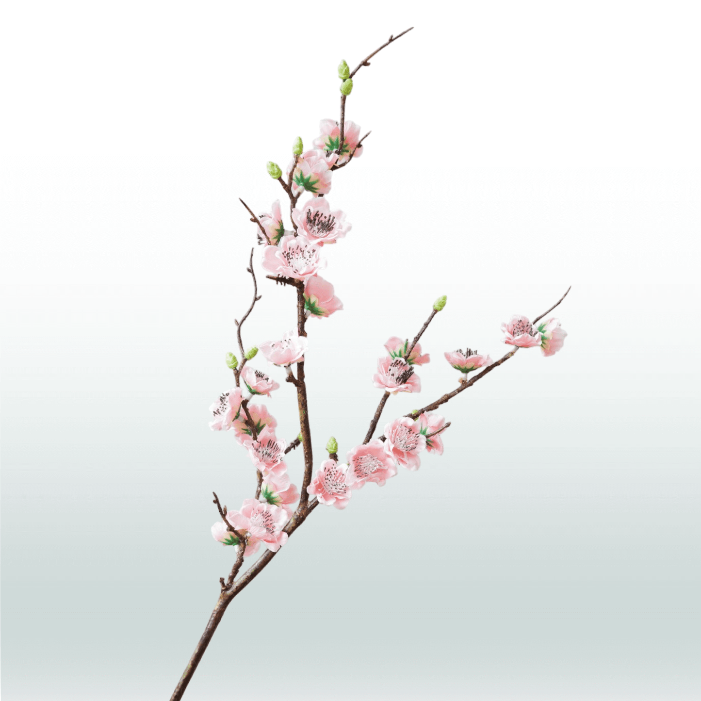 Japanse Sierkers 75cm lichtroze