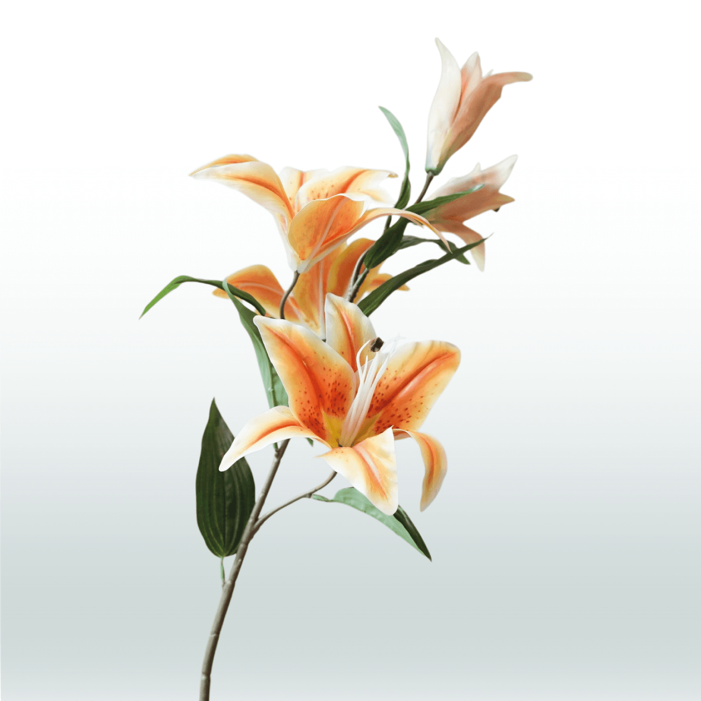 Tijgerlelie 98cm
