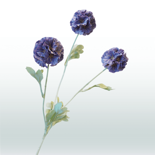 Scabiosa 68cm donkerpaars