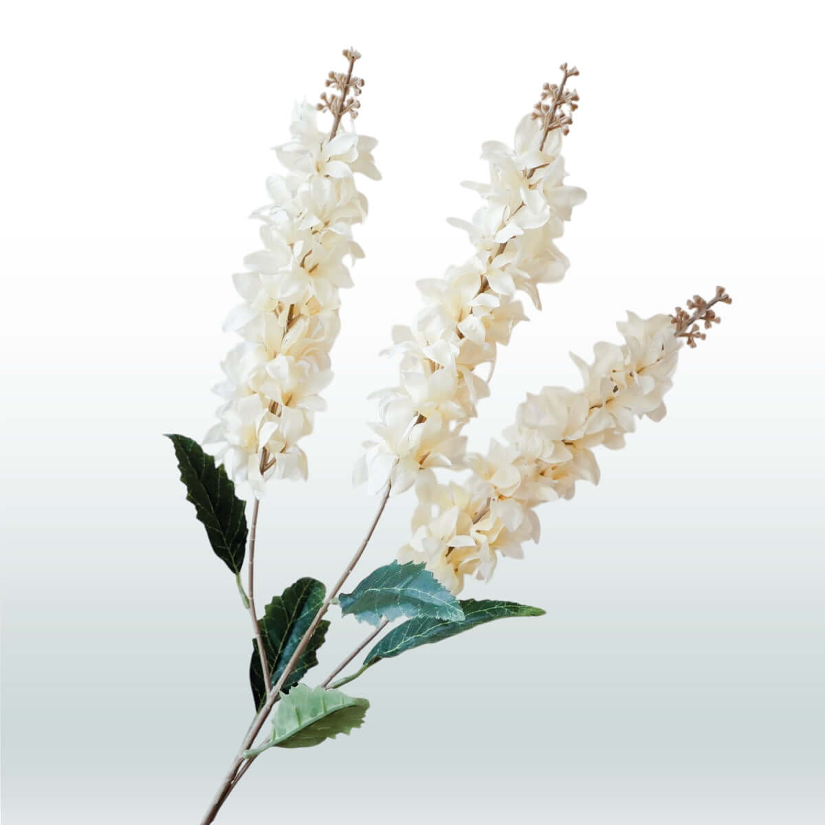 Ridderspoor Delphinium Drietak 82cm wit